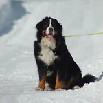Hinterjetzbachhof * Maria Alm am Steinernen Meer