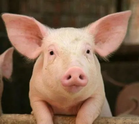 Hinterjetzbachhof * 마리아알름암스타이너르넨미어