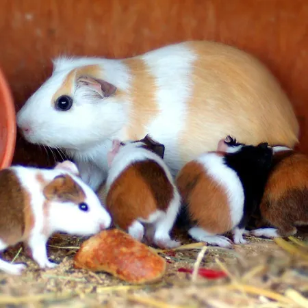 Hinterjetzbachhof 아파트 마리아알름암스타이너르넨미어