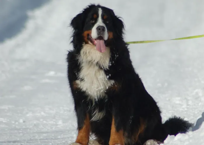 Hinterjetzbachhof * Maria Alm am Steinernen Meer